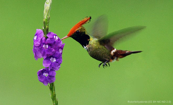 Regenwald Tiere Kolibris Abenteuer Regenwald