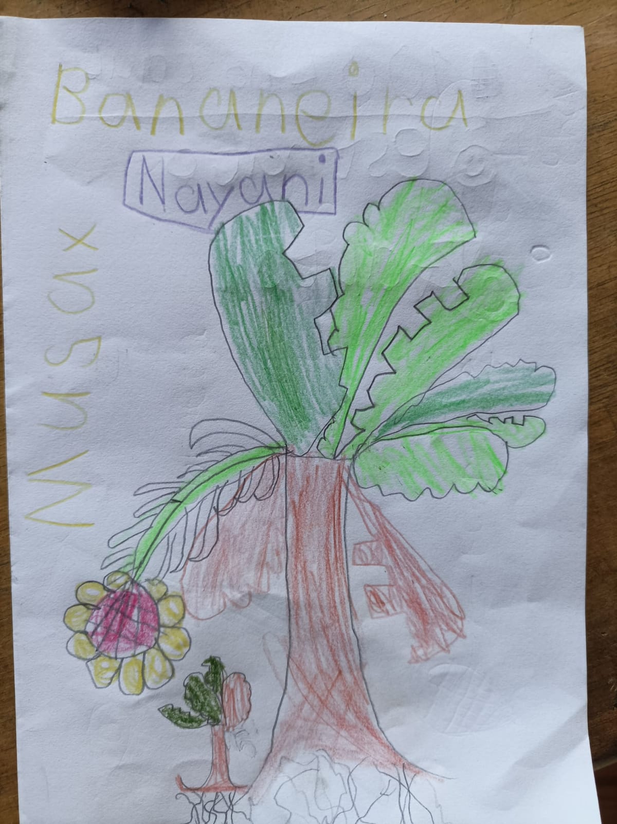 Die Bananenstaude als Schutzbaum für eine junge Pflanze. Ein Bild von Nayani Zeichnung einer Bananenstaude mit braunem Stamm, grünen Blttern, einer rotgelben Blüte, darunter ein kleiner Baumsetzling, dem die Banane Schatten gibt