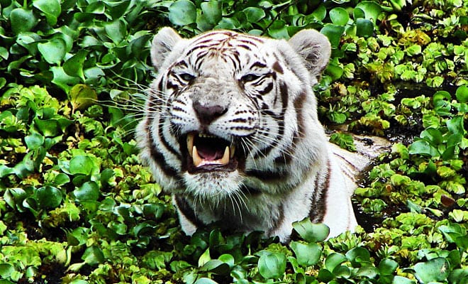 Regenwald Tiere Tiger Die Grosste Raubkatze Der Welt Abenteuer Regenwald