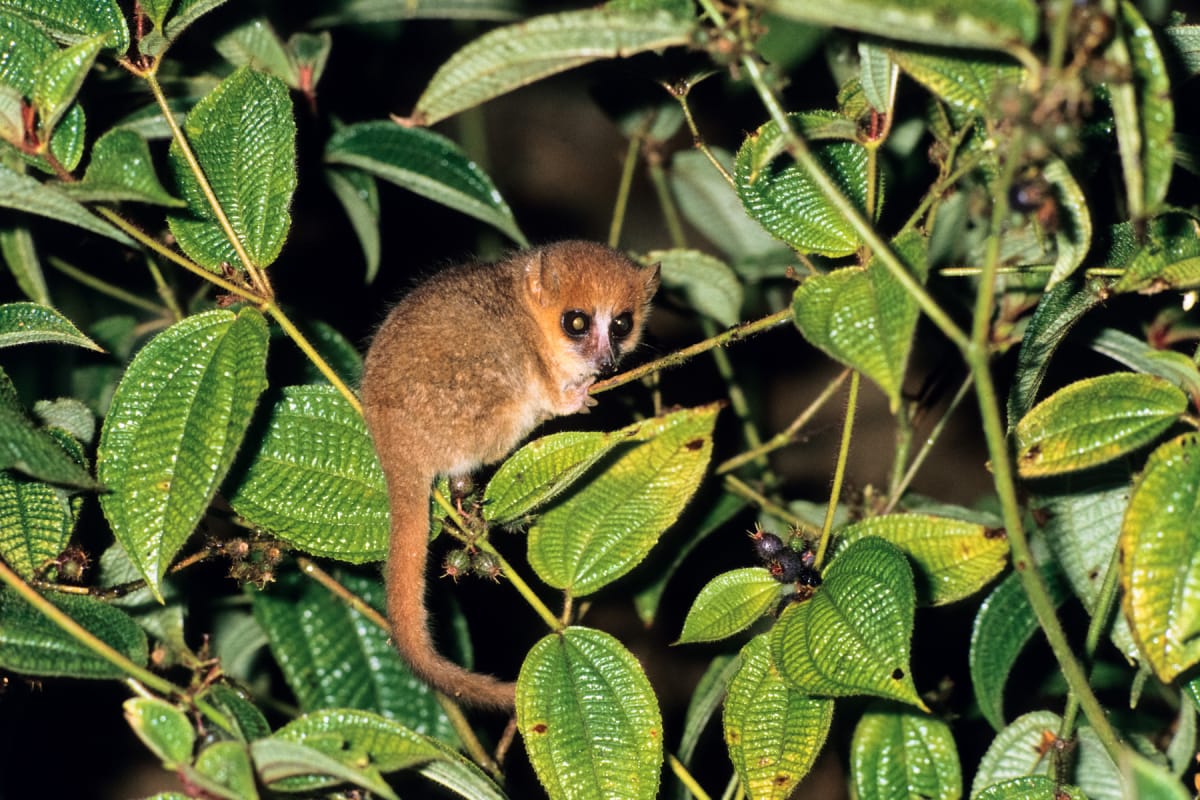 Regenwald Tiere Lemuren Abenteuer Regenwald