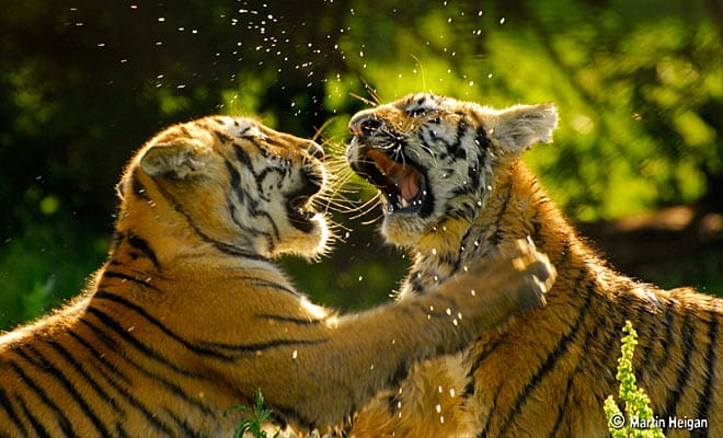 Regenwald Tiere Tiger Die Grosste Raubkatze Der Welt Abenteuer Regenwald