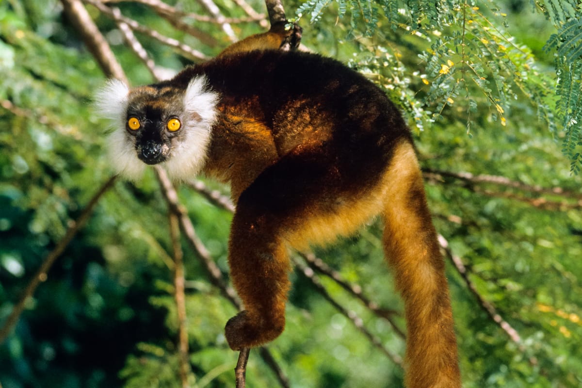 Regenwald Tiere Lemuren Abenteuer Regenwald