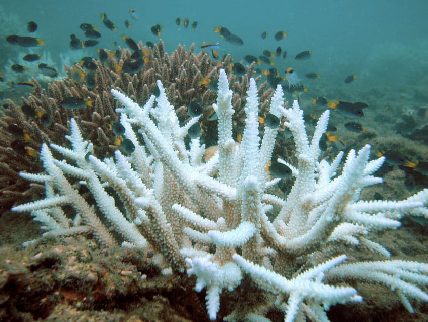 Korallenbleiche im Great Barrier Reef durch zu hohe Wassertemperatur Wenn die Wassertemperatur über 29 Grad steigt, werden die Algen, mit denen die Korallen in Symbiose leben, giftig und von der Koralle abgestoßen. Da die Algen der Koralle die Farbe gibt, bleicht sie aus, wenn die Alge verschwindet