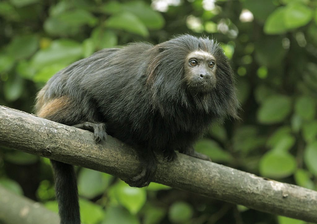 Rotsteißlöwenäffchen Das Rotsteißlöwenäffchen (Leontopithecus chrysopygus) ist fast durchwegs schwarz, lediglich die Gesäßregion ist rotbraun gefärbt