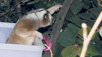 Plumplori Muria klettert aus der Transportbox in die Freiheit