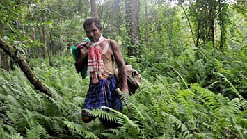 Jadav Payeng in seinem Wald