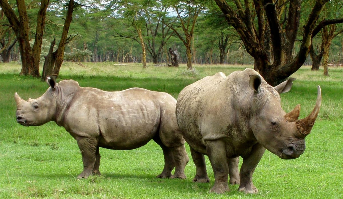 Ihre Verwandten sterben aus: zwei Breitmaulnashörner in Afrika zwei Breitsmaulnashörner in der afrikanischen Steppe