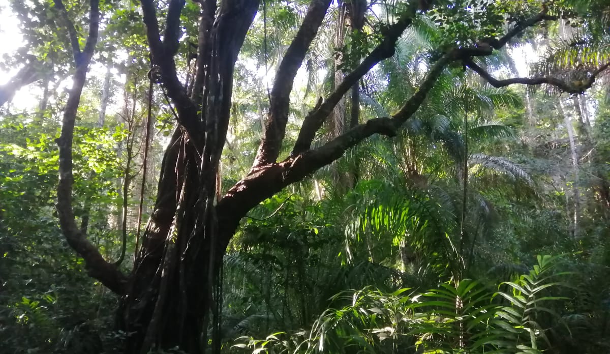 Rund 15.000 Bäume wurden mit diesem Wald gerettet Ein großer Urwaldbaum steht im Vordergrund des Dschungels