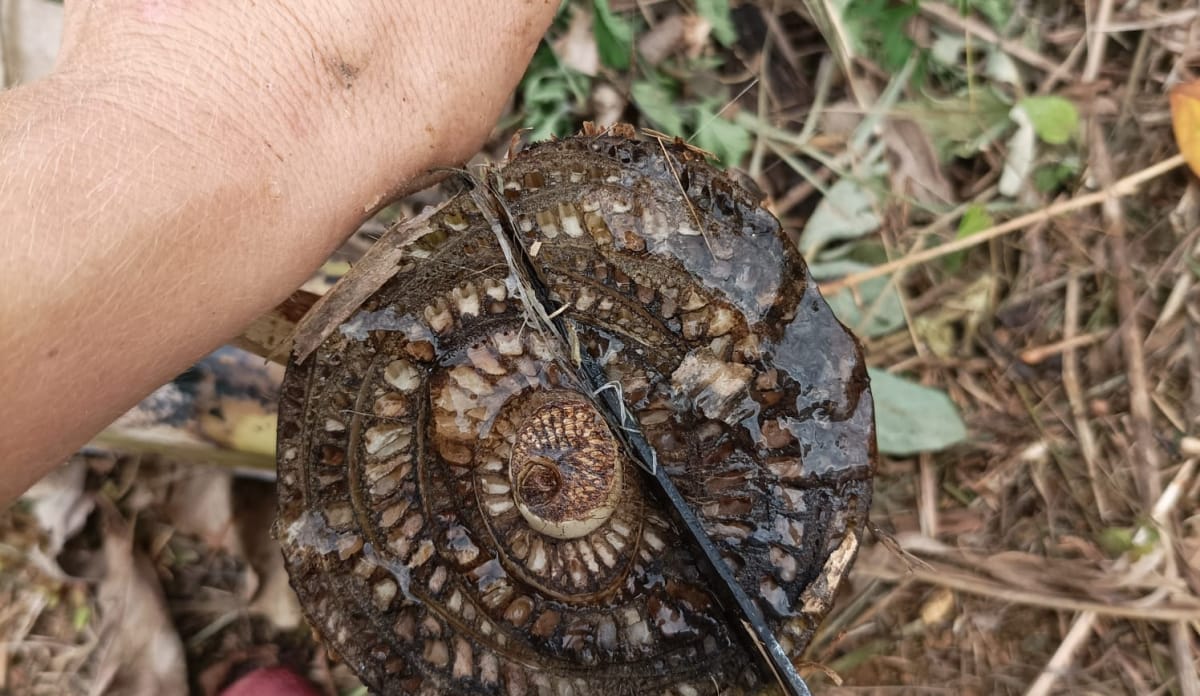 Querschnitt eines Bananenstammes. Man sieht, dass er viel Wasser enthält Eine Hand schneidet mit einem langen Messer eine runde Scheibe eines Bananenstammes durch. Die Scheibe sieht aus wie eine aufgeerollte Schnecke