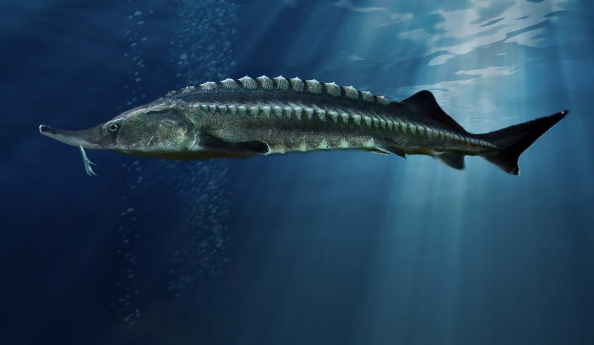 Der Beluga-Stör wird vor allem wegen des Kaviars gewildert Ein Beluga-Stör im blauen Wasser