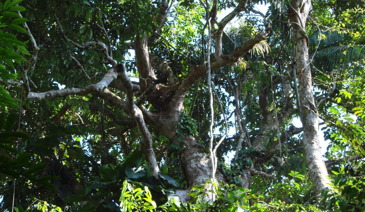 Papier Und Der Regenwald Fakten Und Alternativen Abenteuer Regenwald
