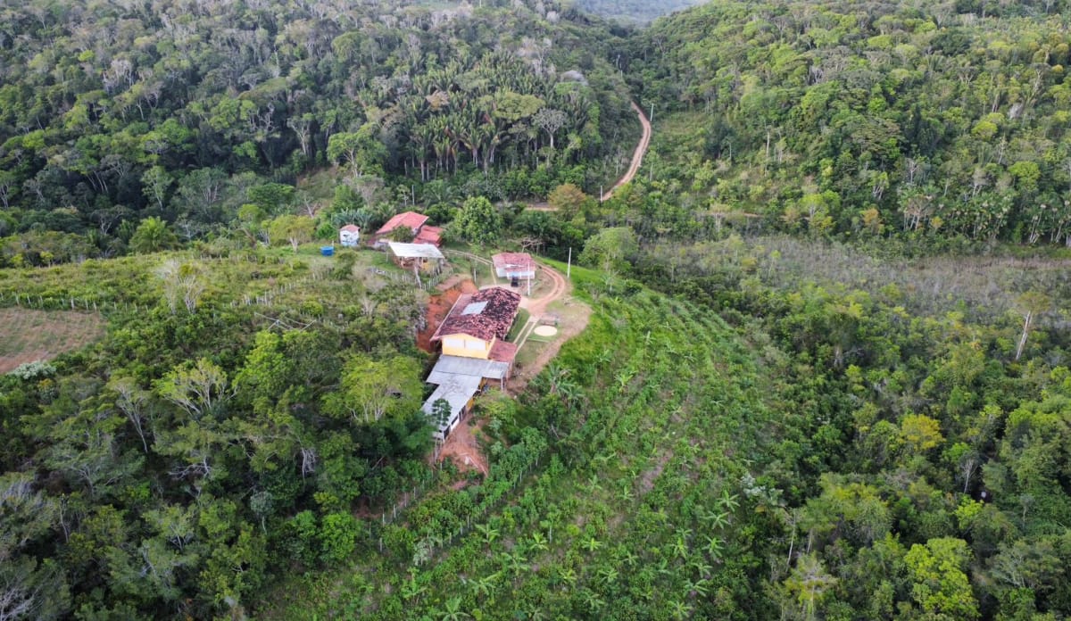 Die Blattschneiderameisenfarm ist umgeben von ihrer Baumschule (rechts neben den Gebäuden) und Regenwald Mehrere Gebäude mit roten Dächern am Rande einer Baumpflanzung, umrahmt von Waldgebieten