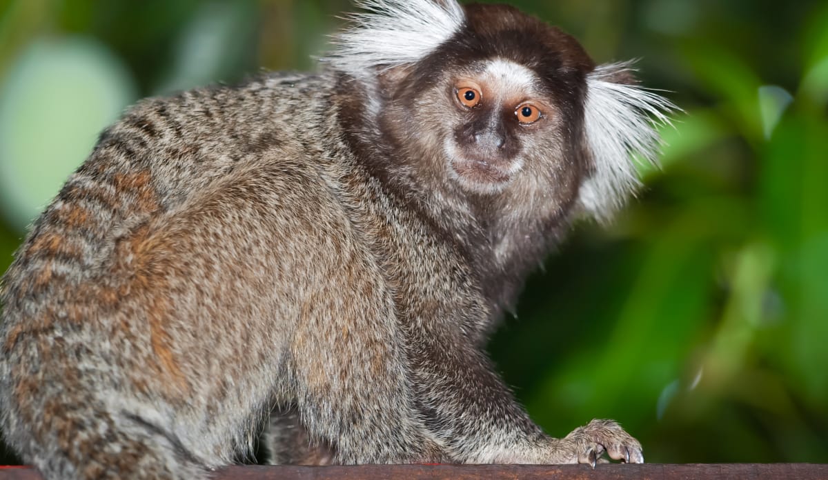 Weißbüschelaffen werden bis 25 cm lang – der Schwanz sogar 30 cm! Ein braun-weiß getigerter Affe sitzt auf einem waagerechten Stamm und schaut in die Kamera, von seinen Ohren stehen weiße Büschel ab