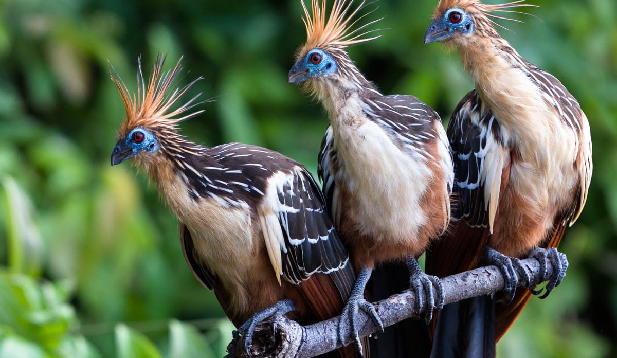 Drei Hoatzin-Vögel sitzen nebeneinander auf einem Ast