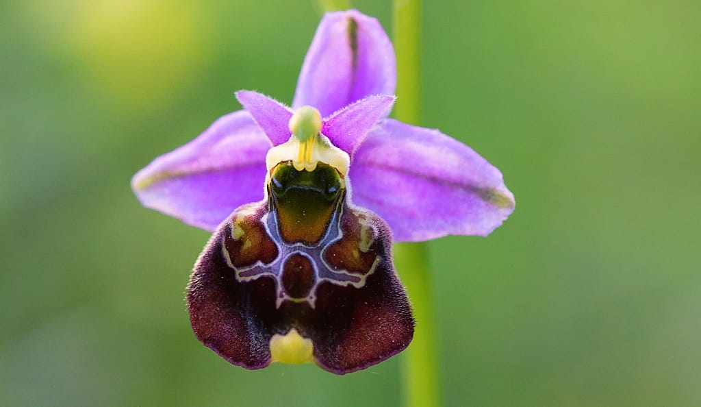 Sieht aus wie eine Hummel, ist aber keine: die Hummel-Ragwurz  Blüte einer lila Orchidee vor grünem Hintergrund
