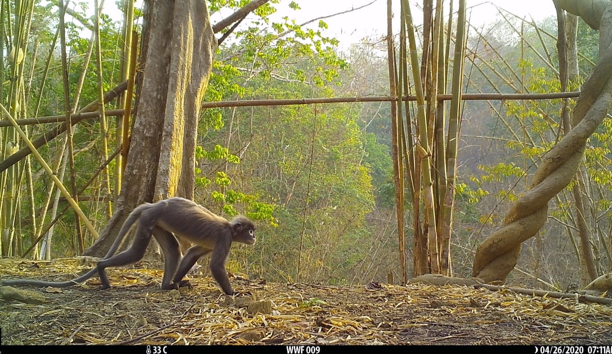 Der Popa-Langur tappt in die Kamerafalle Popa-Langur streift durch einen sonnenbeschienenen Wald