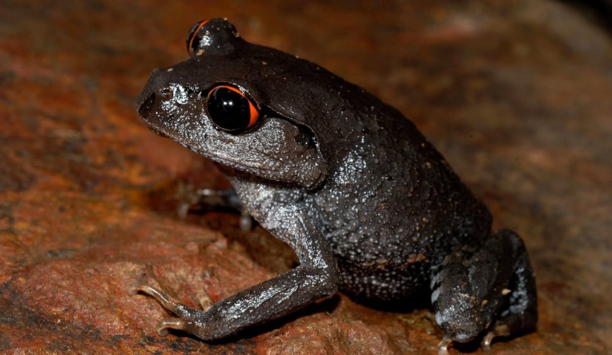 Grauschwarzer Frosch mit einer orangefarbenen Iris in Form eines Halbmondes