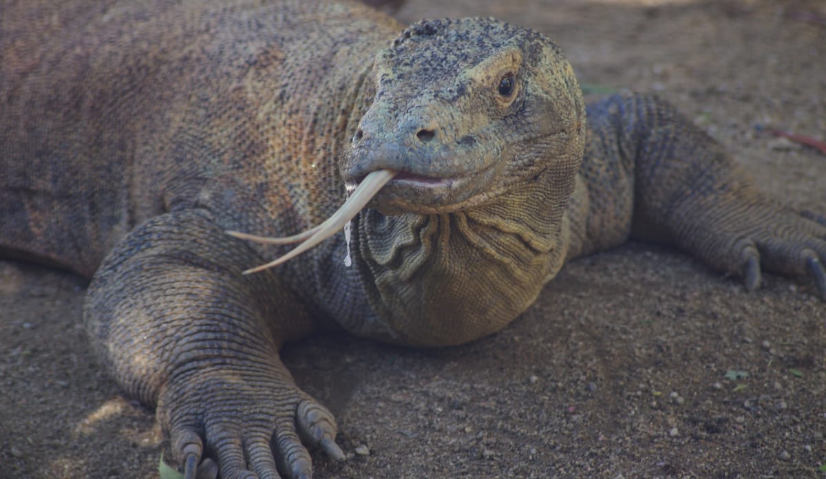 Waran mit gespaltener Zunge