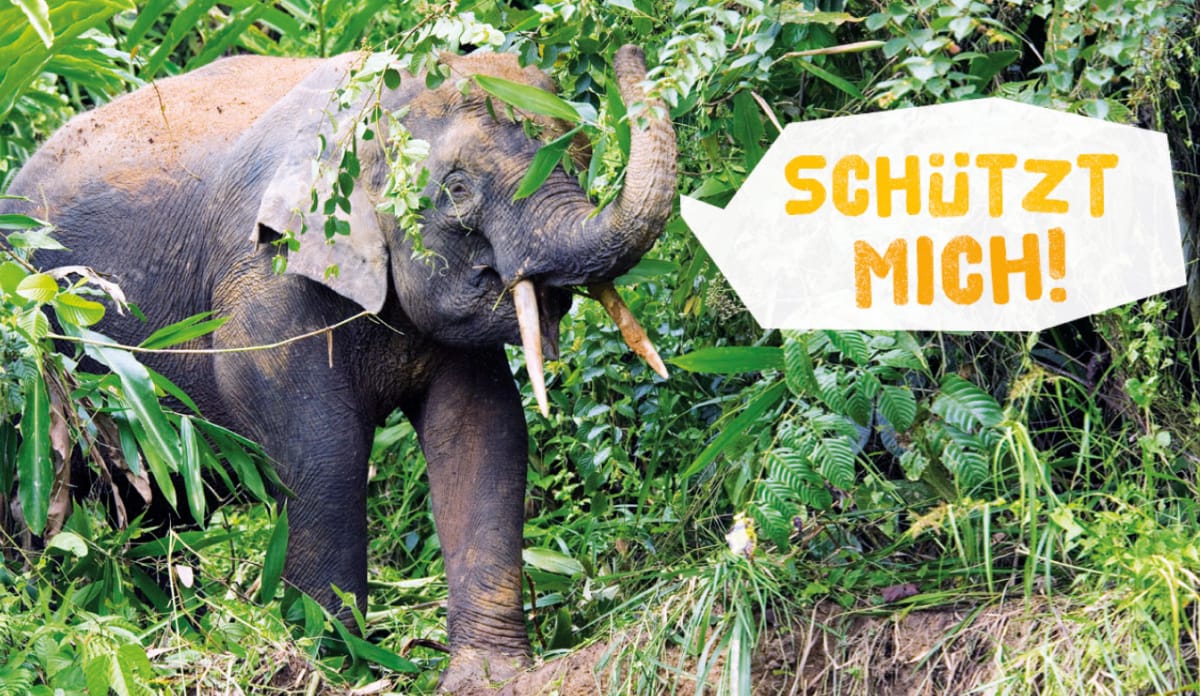 Ein Borneo-Zwergelefant in Sabah. Elefant im Wald mit der Sprechblase „Schützt mich!“