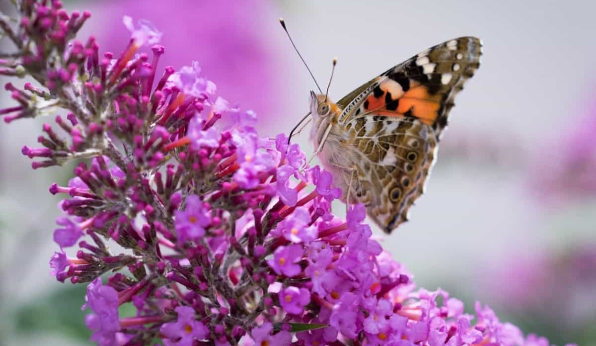 Schmetterling sitzt auf lila Blüte