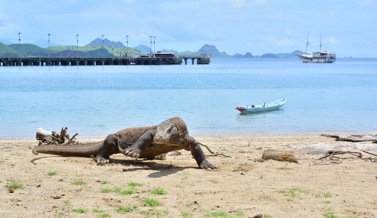 Komodowaran am Strand