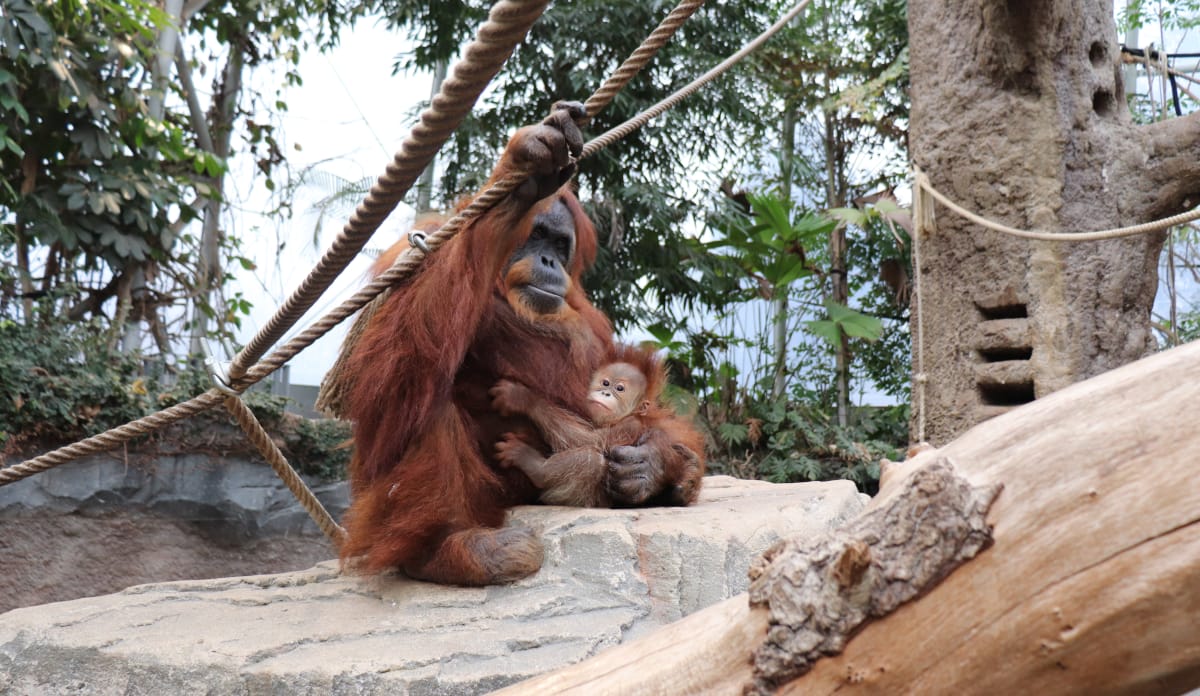 Liebevoll kümmert sich Bella um ihr Adoptiv-Kind Berani Orang-Utan-Weibchen Bella sitzt auf einem Felsen mit einem Oran-Utan-Baby im Arm