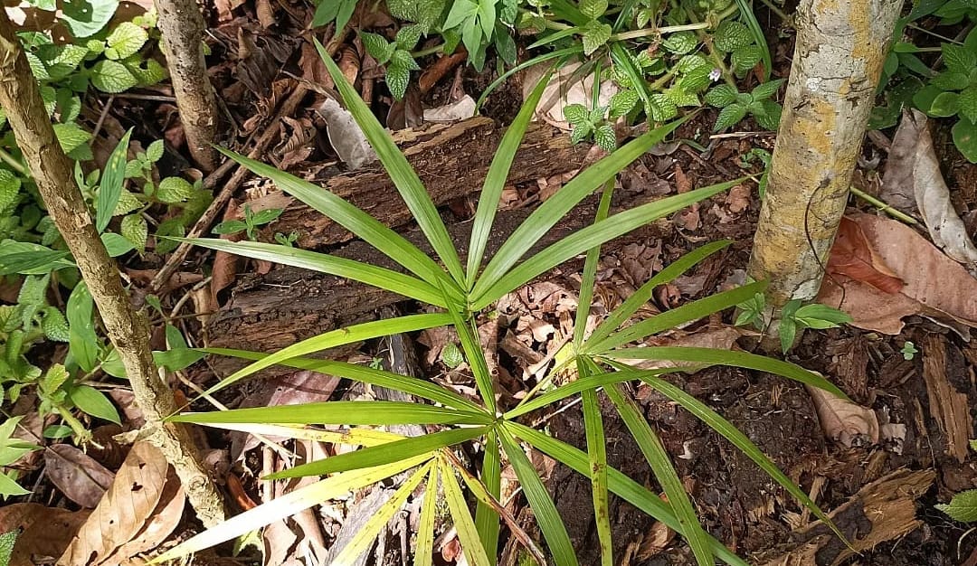 Eine junge Jussara-Palme in ihren „Nest“ aus Bananen-Holz. Sie ist mit Blättern bedeckt, die sie düngen und schützen