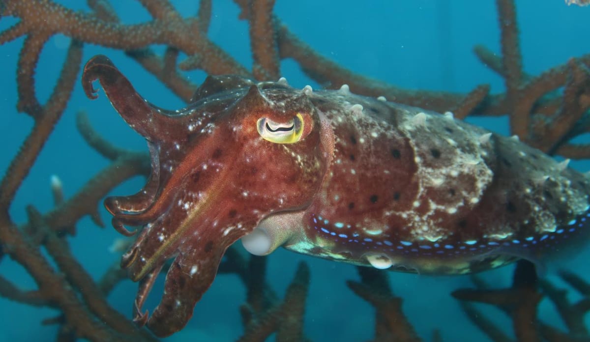 Ein Tintenfisch erkundet neugierig die Korallenschule Ein Tintenfisch zwischen der Korallenaufzucht, er ist vorn rotbraun, hinten leicht silbrig