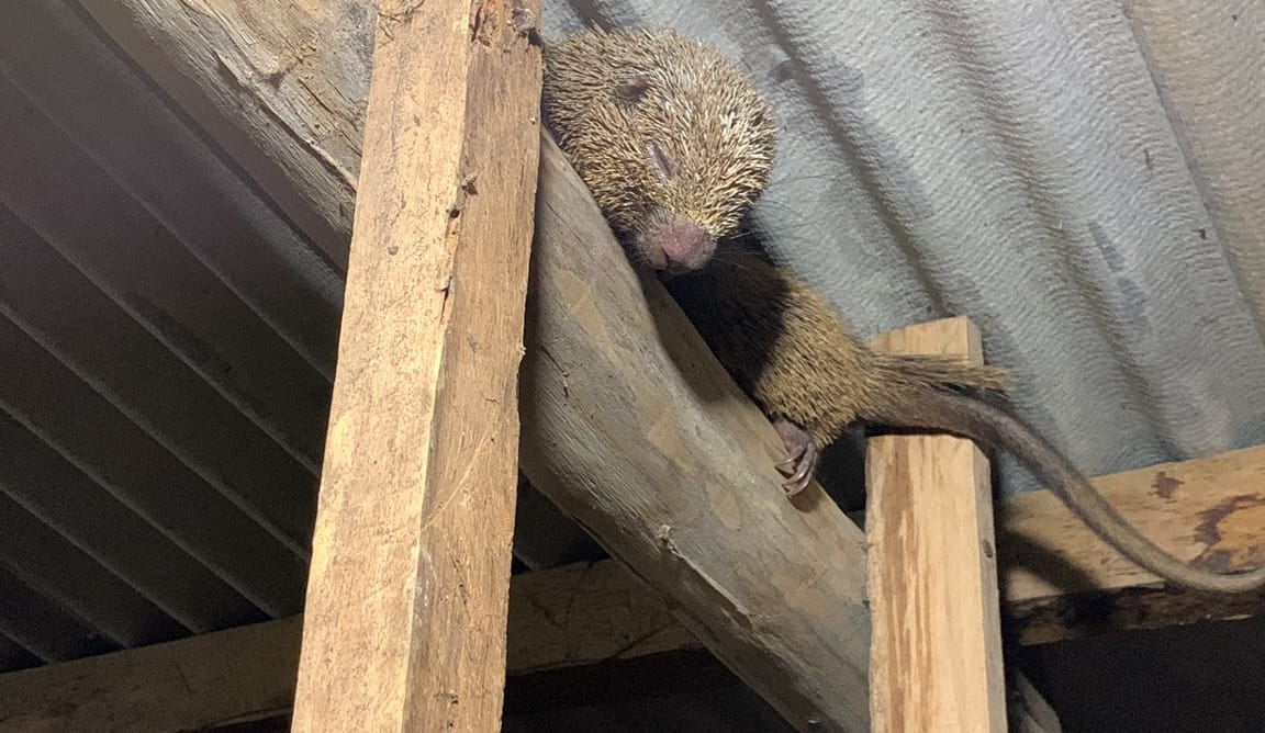 Die ganze Aufregung macht müde.... Ein braunes Nagetier sitzt auf einem querliegenden Holzbalken direkt unter dem Dach eines Ziegenstalls und schläft