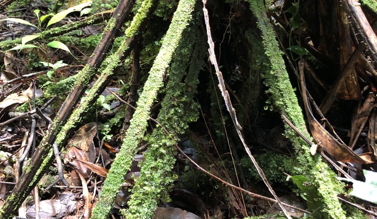 Die Farnwedel verwurzeln sich im Boden Farnwedel verwurzeln sich im Boden