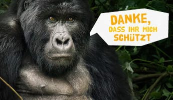 Juni 2014: Erfolg für die Berggorillas im Kongo: Nach weltweiten Protesten hat der britische Erdölkonzern SOCO seine Pläne, im Virunga-Nationalpark nach Öl zu bohren, aufgegeben. Auch bei Abenteuer Regenwald und Rettet den Regenwald haben sich knapp 140.000 Unterstützer mit zwei Petitionen gegen das Projekt eingesetzt.