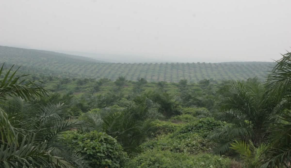 Hier stand einmal dichter Regenwald: Palmölplantagen auf Sumatra Blick über eine große Palmölplantagen auf Sumatra