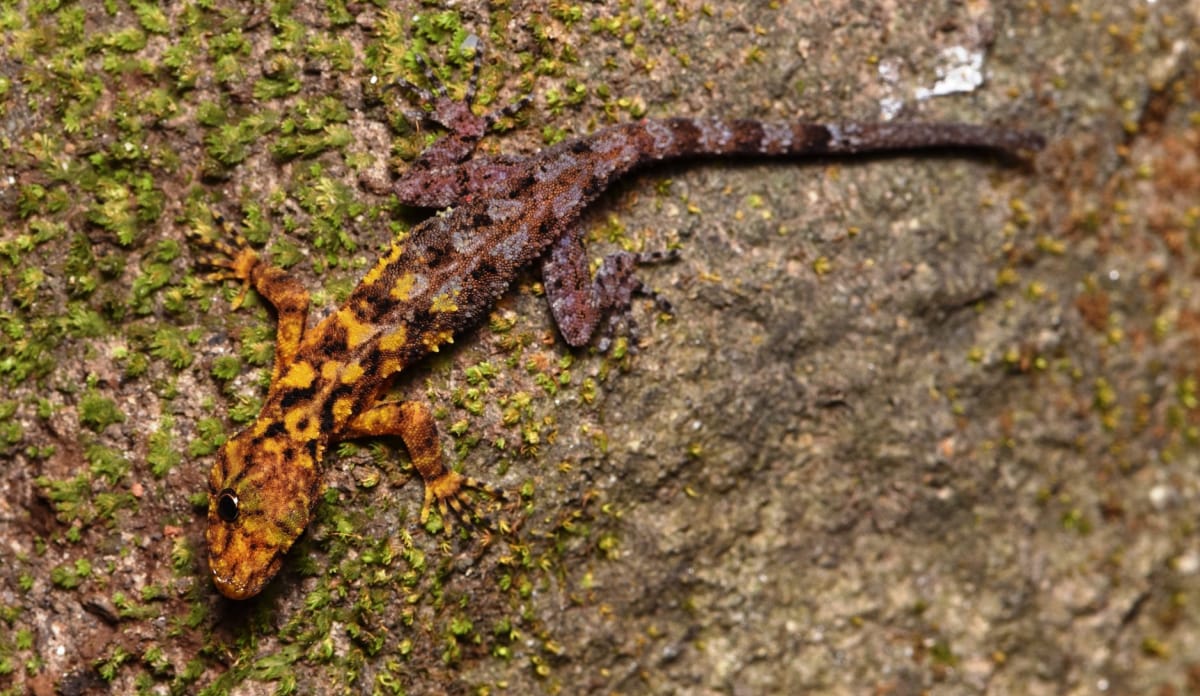 Niemand sonst in seiner großen Echsen-Familie besitzt eine solche Farbentrennung auf der Haut. Sie ist auch eine perfekte Tarnung der Zweifarben-Gecko ist vorn gelblich, hinten braun, mit schwarzen Flecken