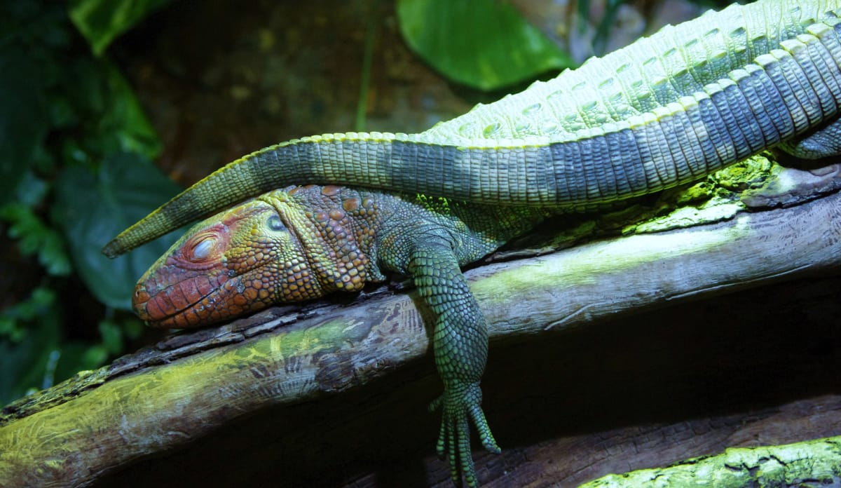 Mittagsschlaf auf einem bequemen Ast schlafender Komodowaran