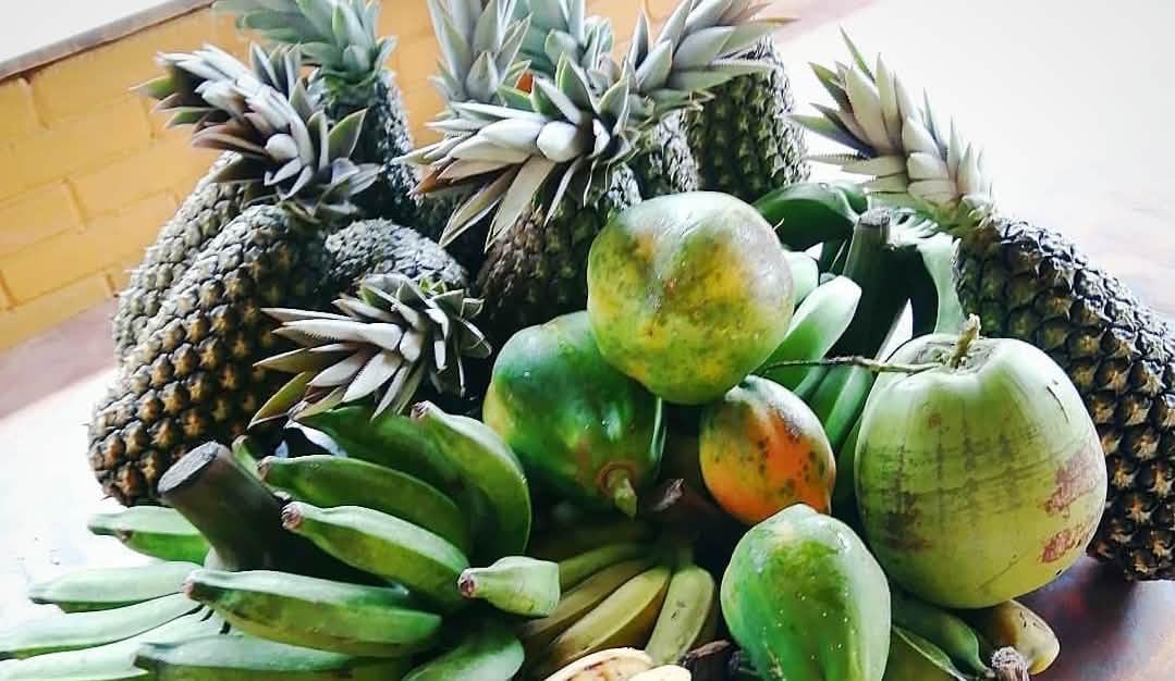 Ananas, Bananen, Avodacos und viele andere Früchte wachsen im Regenwald Teller mit Bananen, Avocados, Ananas,