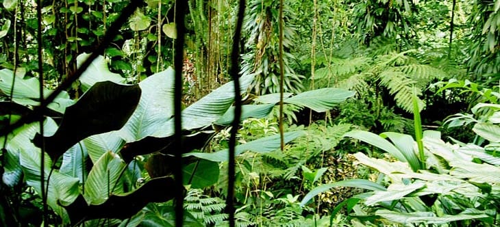 regenwald bilder zum ausdrucken  vorlagen zum ausmalen