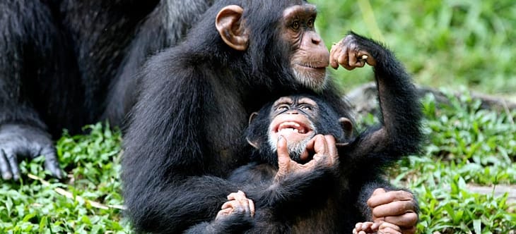 regenwaldtiere  schimpansen  abenteuer regenwald