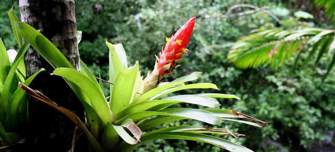 Pflanzen im tropischen Regenwald - Abenteuer Regenwald