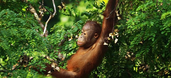 Regenwald Bastel Malvorlagen Abenteuer Regenwald