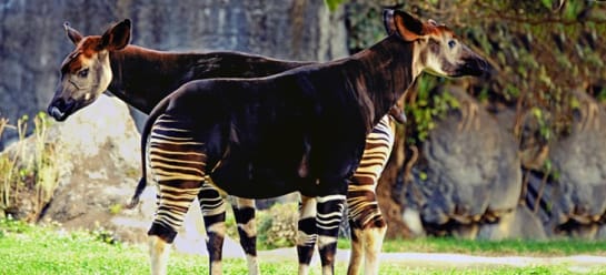 REIFENTIER Okapi NEU Erzgebirge Reifentiere Volkskunst Tiere Pferd Regenwald 