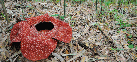 Pflanzen Im Tropischen Regenwald Abenteuer Regenwald