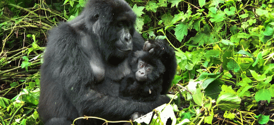 Regenwald Tiere Papageien Abenteuer Regenwald