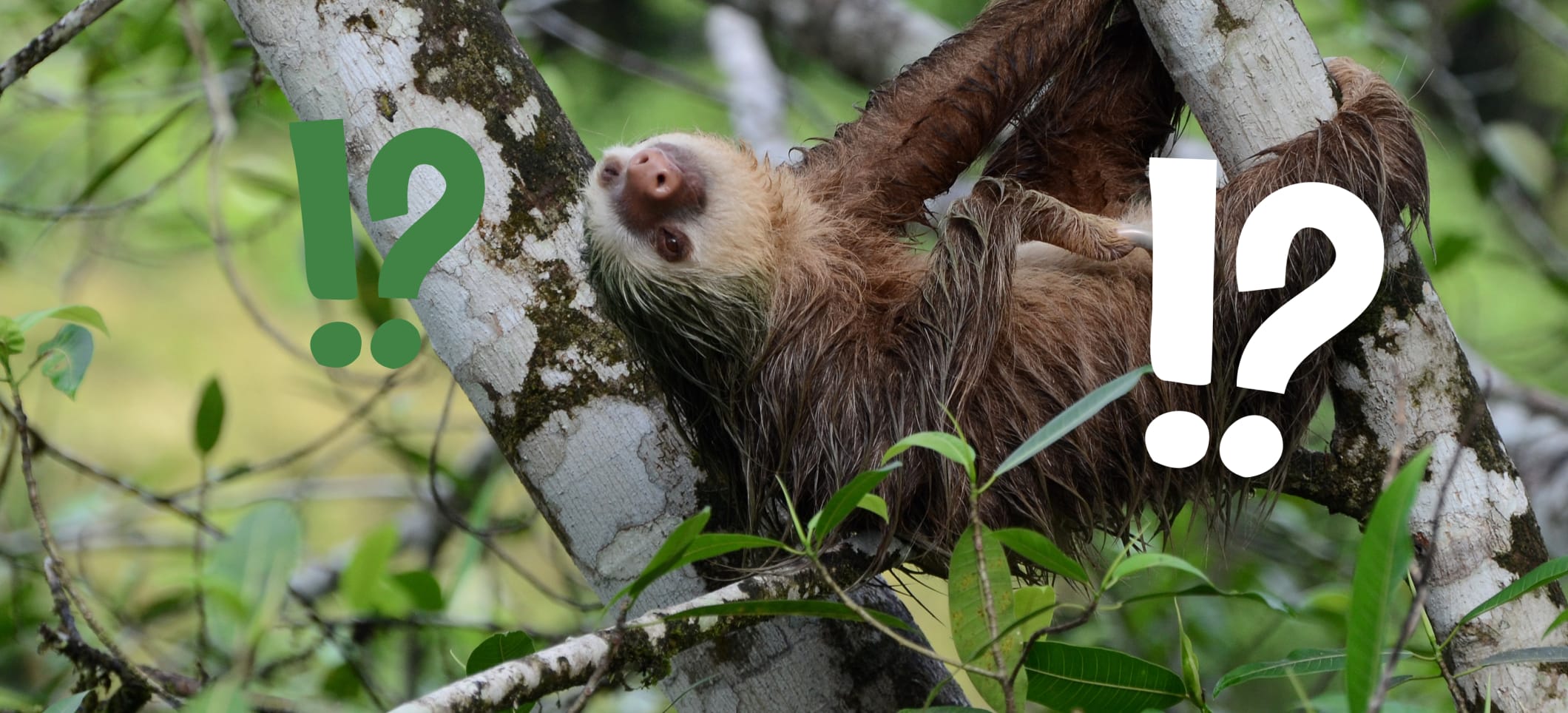 Teste Dein Wissen über Faultiere im Quiz Abenteuer Regenwald Teste Dein Wissen über Faultiere im Quiz Abenteuer Regenwald