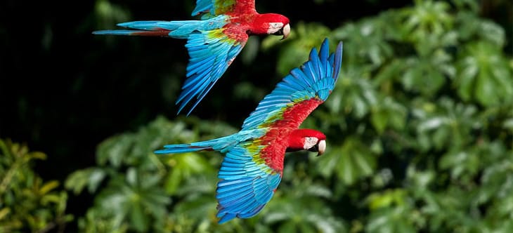 regenwaldtiere  papageien  abenteuer regenwald