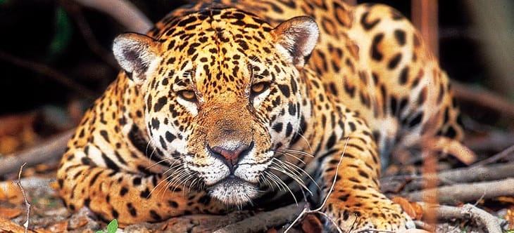 regenwaldtiere  jaguare  abenteuer regenwald