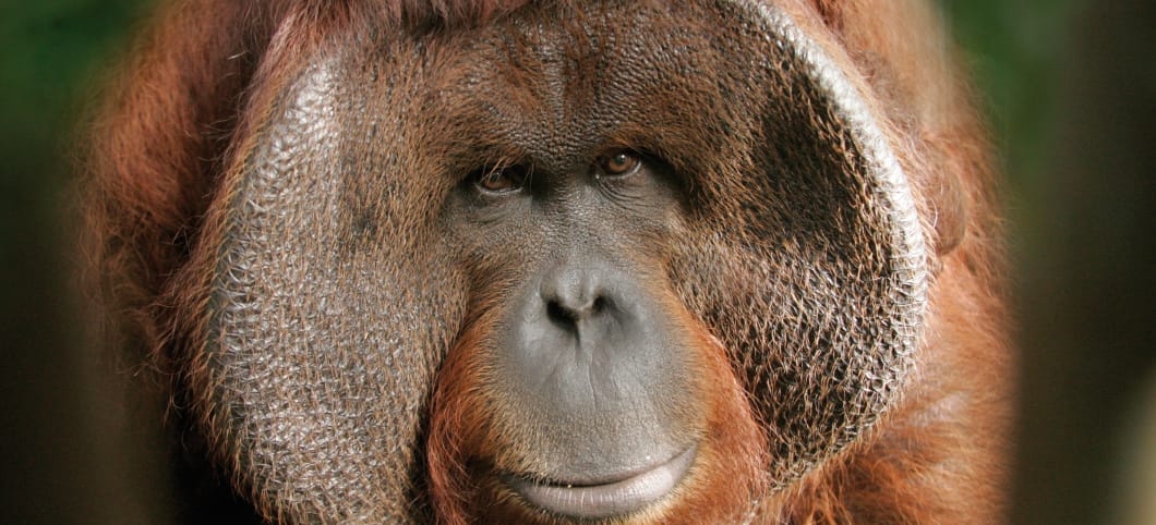 Ein erwachsener Orang-Utan männl. Orang-Utan mit Backenwülsten, Borneo