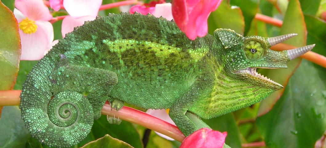 Gut getarnt: Ein Dreihorn-Chamäleon passt sich seiner Umgebung an Ein grünes Dreihhorn-Chamäleon sitzt inmitten von rosa Blüten