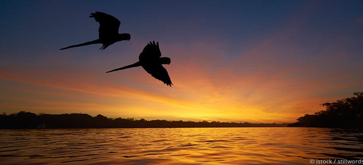 Umrisse zweier Papageien, die über den durch den Sonnenuntergang gefärbten Amazonas fliegen. 