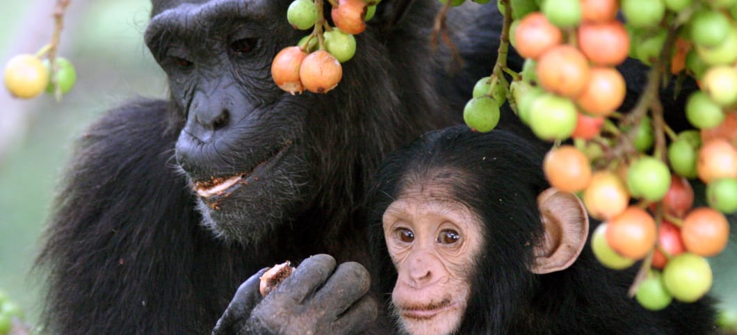Ein junger Schimpanse lernt von seiner Mutter, welche Früchte essbar sind und gut schmecken. Hier sind es Feigenfrüchte in Uganda Eine erwachsene Schimpansin mit ihrem einjährigen Baby, über ihnen hängen Zweige voller Feigenfrüchte, eine davon hat die Mutter in der Hand