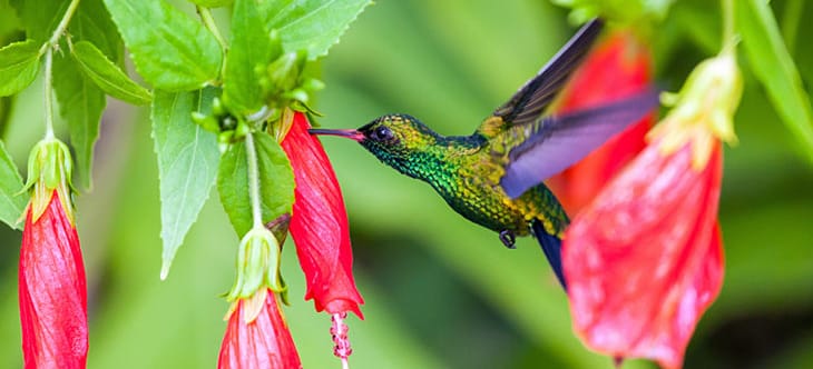 Ein Kolibri beim picken einer Blüte